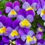Jazzy Colours of July!