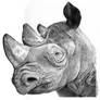 Mzima the rhino