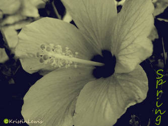 Black and white hyacinth.