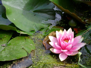 Pink waterlily