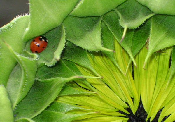 Sunflower and Ladybug