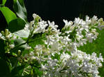 White angelic lilacs by snoogaloo