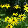 yellow Black eyed susans