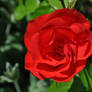 Scarlet rose