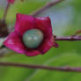 berry and flower duet