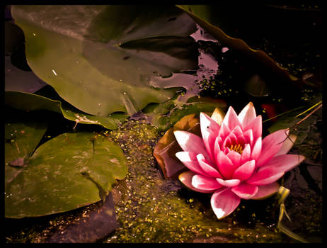 Pink Waterlily edited by natsyk