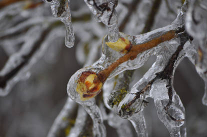 Flower frozen in time.