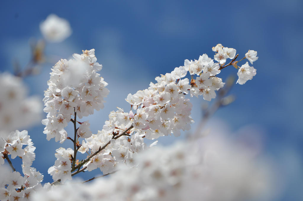 Flower clouds and real clouds