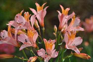Pink alstroemeria by snoogaloo