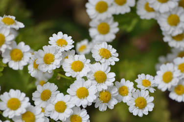 Cute little white flower by snoogaloo