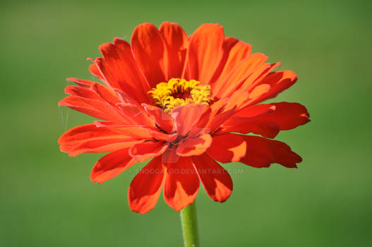 Zinnia blooming