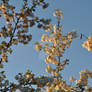 Sunset Cherry Blossoms