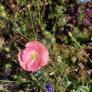 Icelandic Poppy