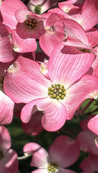 Dogwood