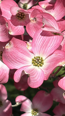 Dogwood