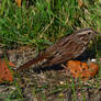 Sparrow In The Field