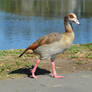 Egyptian Goose