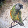 Parrot (finished)(2015)