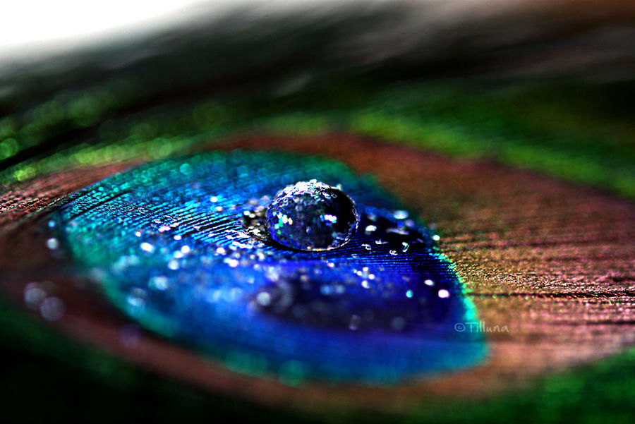 Peacock feather macro