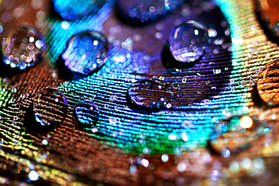 Peacock feather macro II