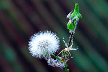 Beauty Grass