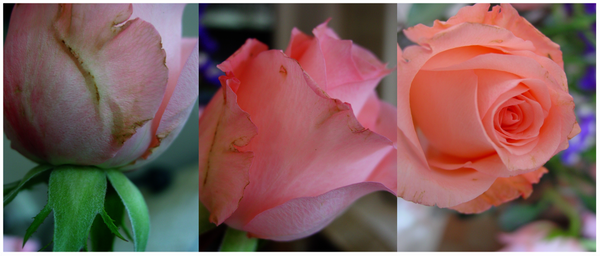 triple rose by Katiemehh on DeviantArt