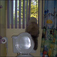 Cat on the toilet