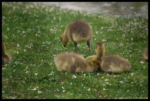 Goslings