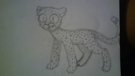 cheetah