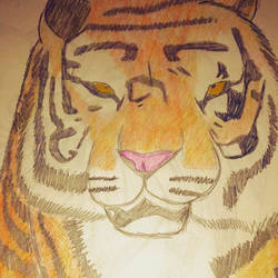 Tiger Drawing