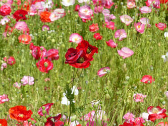 Flower Field in the Netherlands