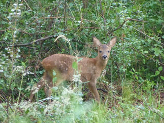 Eye contact with a Deer