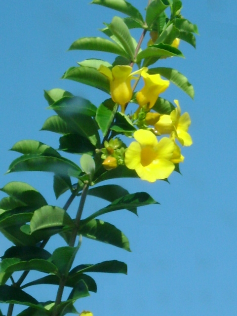 More yellow flowers