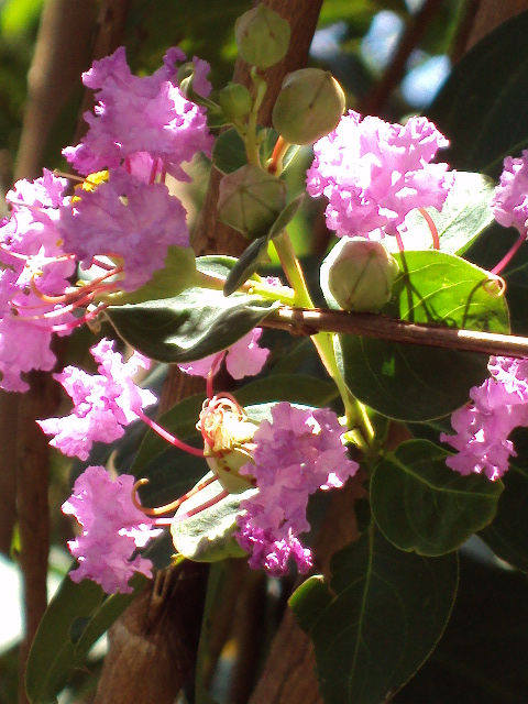 Purple flowers III