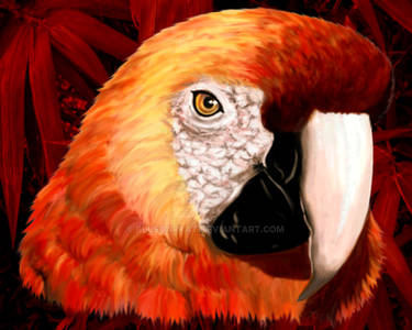 Red Macaw Parrot Portrait