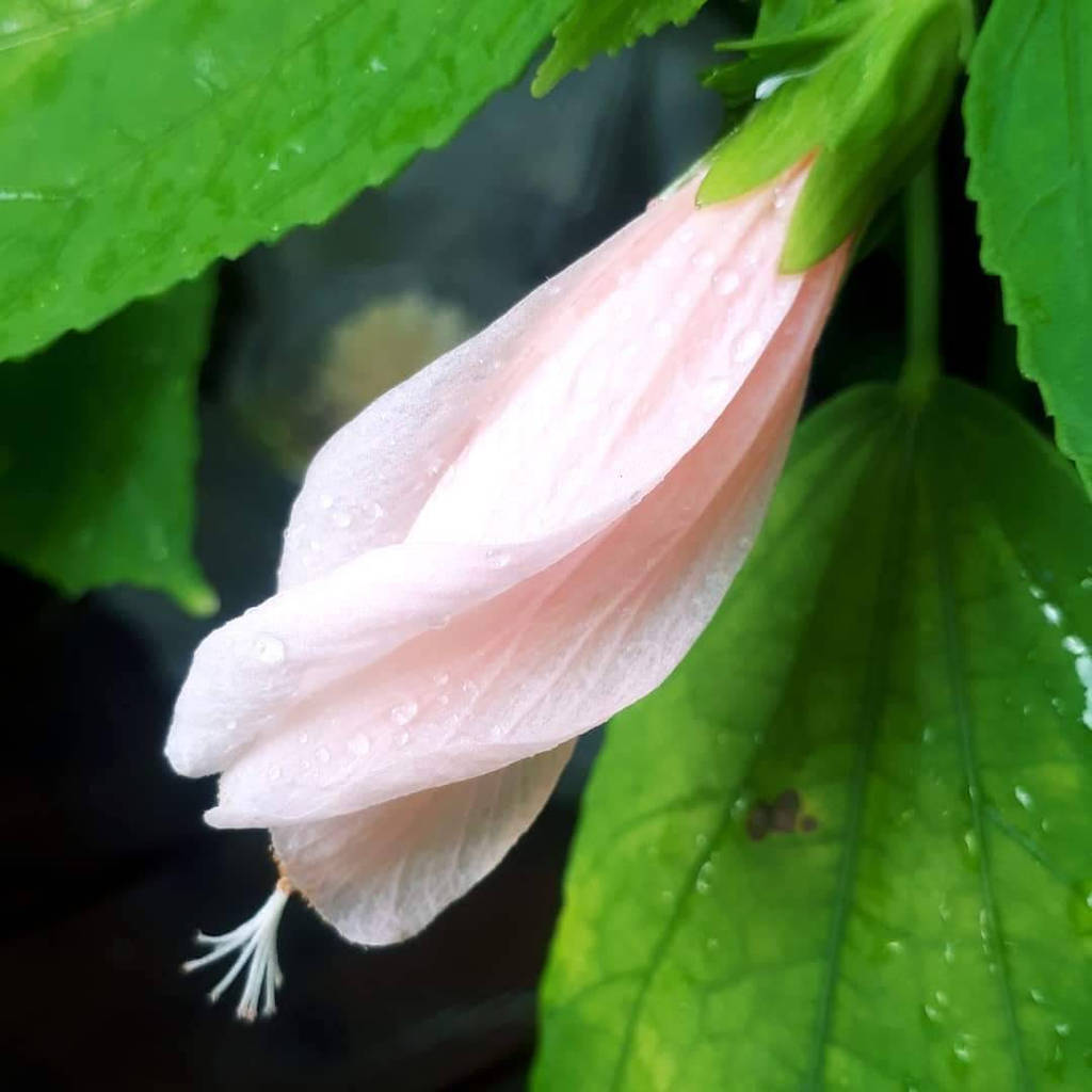 Le Hibiscus Dormant Photo by BluedarkArt by Bluedarkat