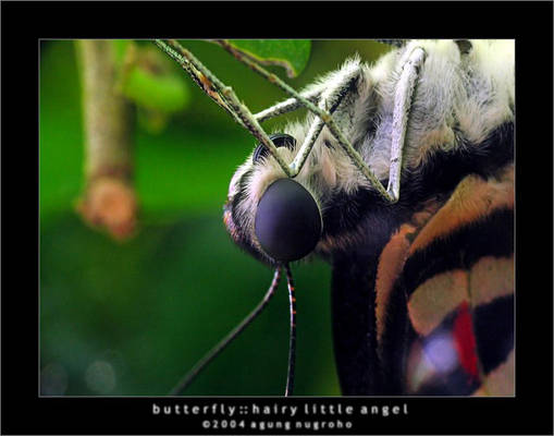 butterfly ::hairy little angel