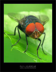 Fly :: Close Up