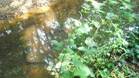 Creekside Reflections