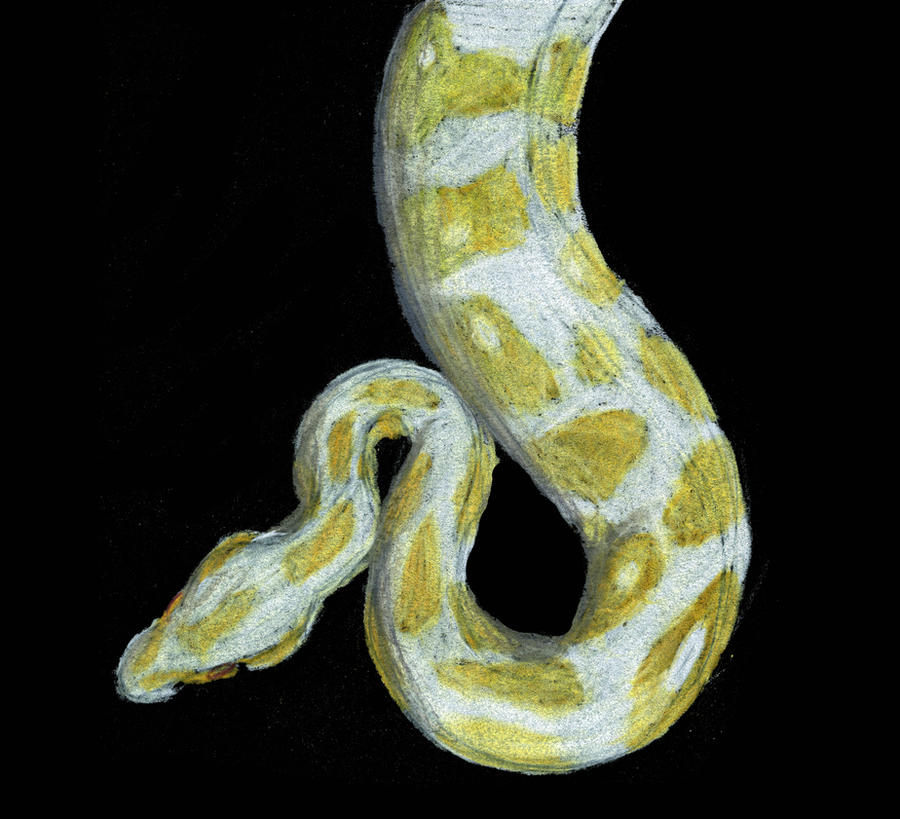 J Albino Ball Python by wildtarathing on DeviantArt