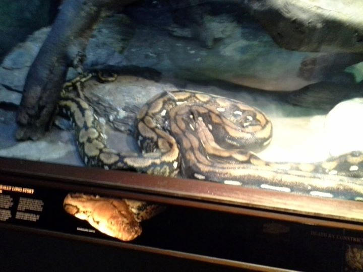 Utah Zoo Reticulated Python's Reticulated Python at the zoo by Montyclan on DeviantArt
