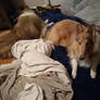 Collie slumber party