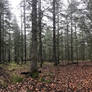 Forest Pano