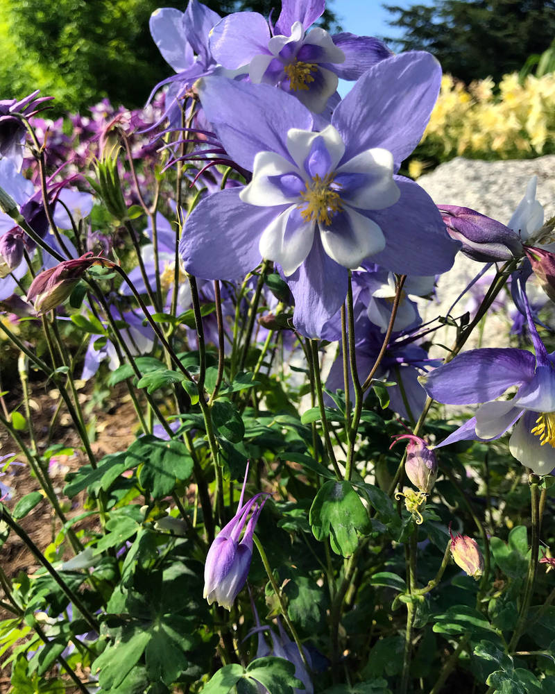 Periwinkle Columbine by ABigBlueBalloon on DeviantArt
