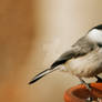 Chickadee