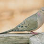 Mourning Dove