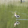 Avocet Cruises the Shore