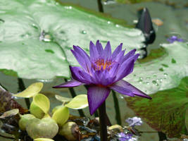 Purple Lotus Flower