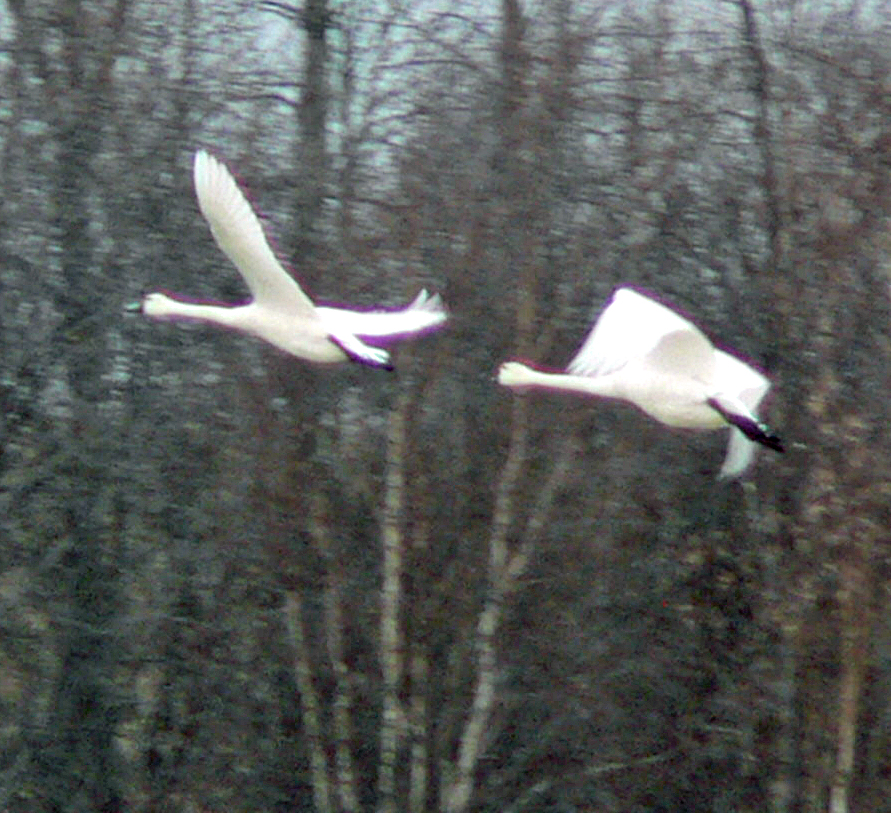 Two Tundra Swans in flight