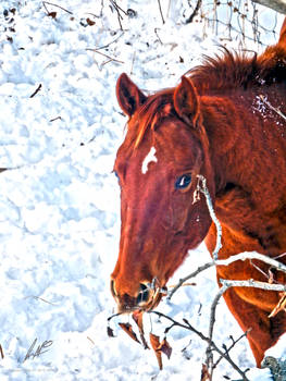 Chestnut Gelding in Snow